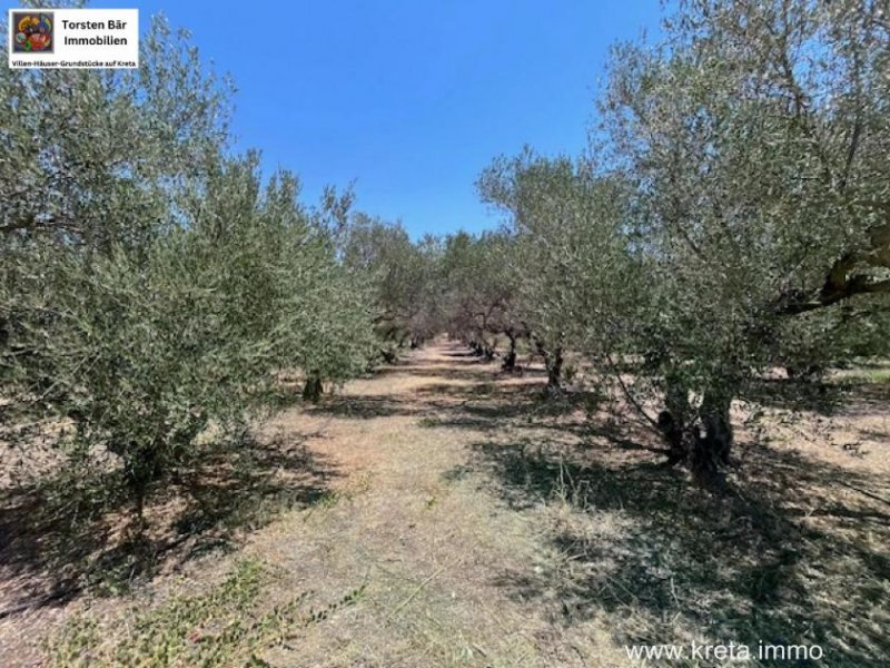 Sivas Professioneller Olivenhain in Anadasmos Siva– Gelegenheit zur landwirtschaftlichen Nutzung und Gewächshausprojekt Grundstück